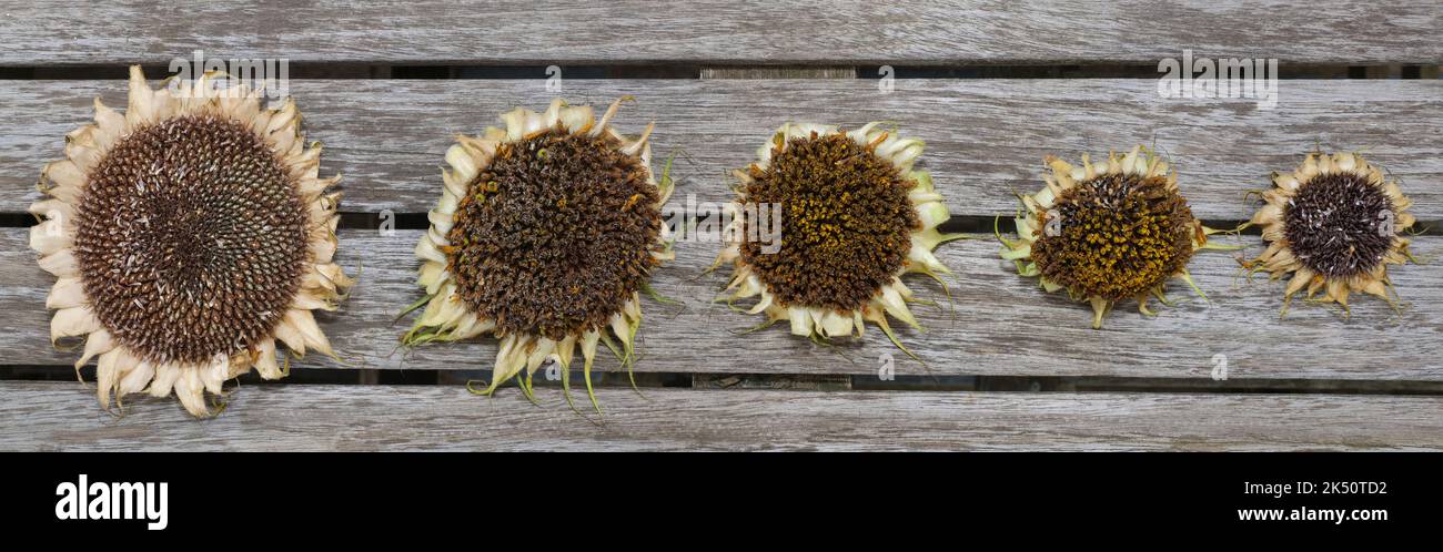 Sunflowers drying in autumn on a wooden background from small to large, banner Stock Photo