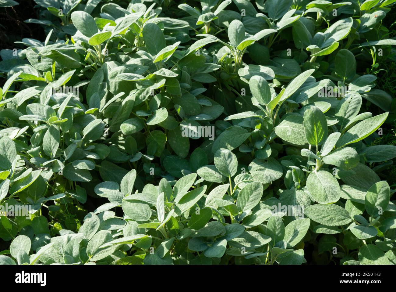 Sage Plants, Salvia Officinalis Stock Photo Alamy