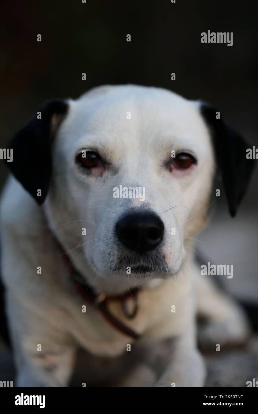 Cute white and black dog profile close up animal background high quality big size instant prints Stock Photo