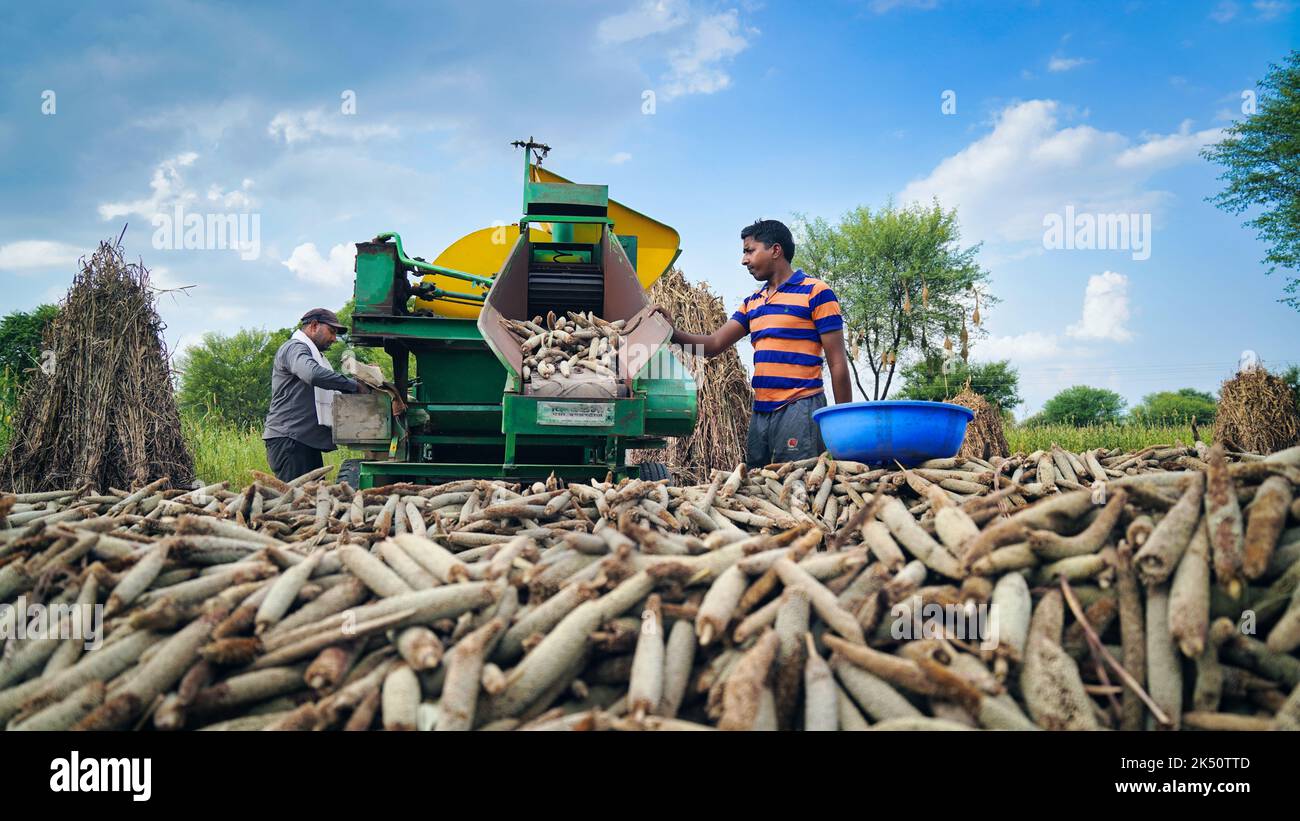 15 August 2022, Sikar, India. Tractor working with thresher machine in field. Farmers separating