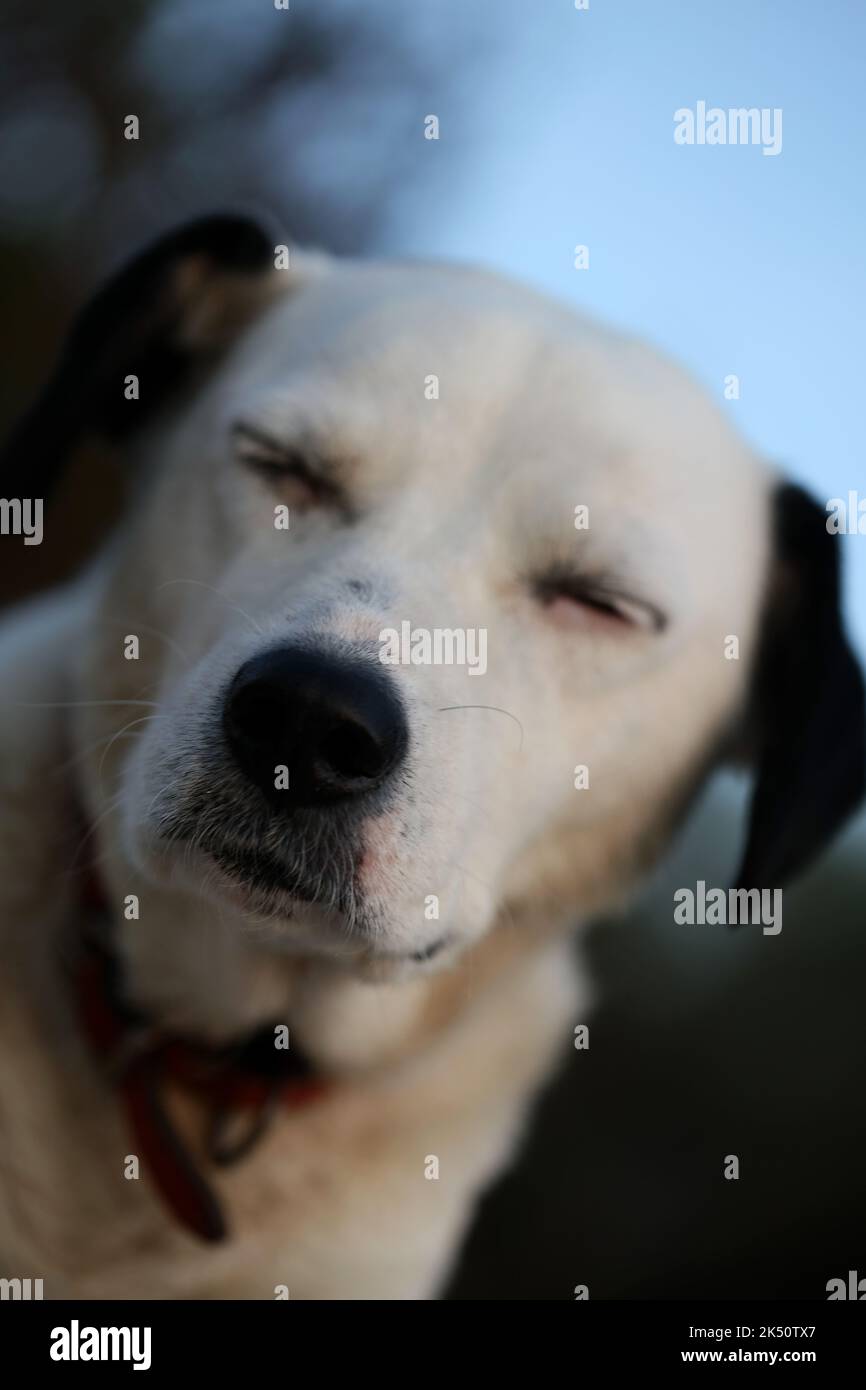 Cute white and black dog profile close up animal background high quality big size instant prints Stock Photo