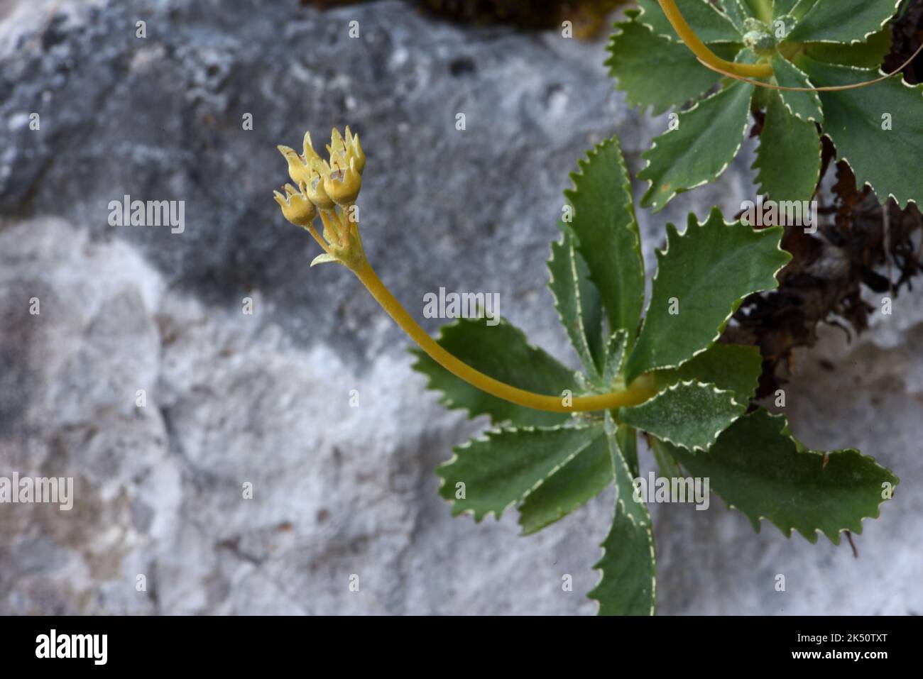 Flowering Alpine Lady's Mantle, Alchemilla alpina, Growing on Cliff or Rocky Outcrop in the Verdon Gorge Alpes-de-Haute-Provence Provence France Stock Photo