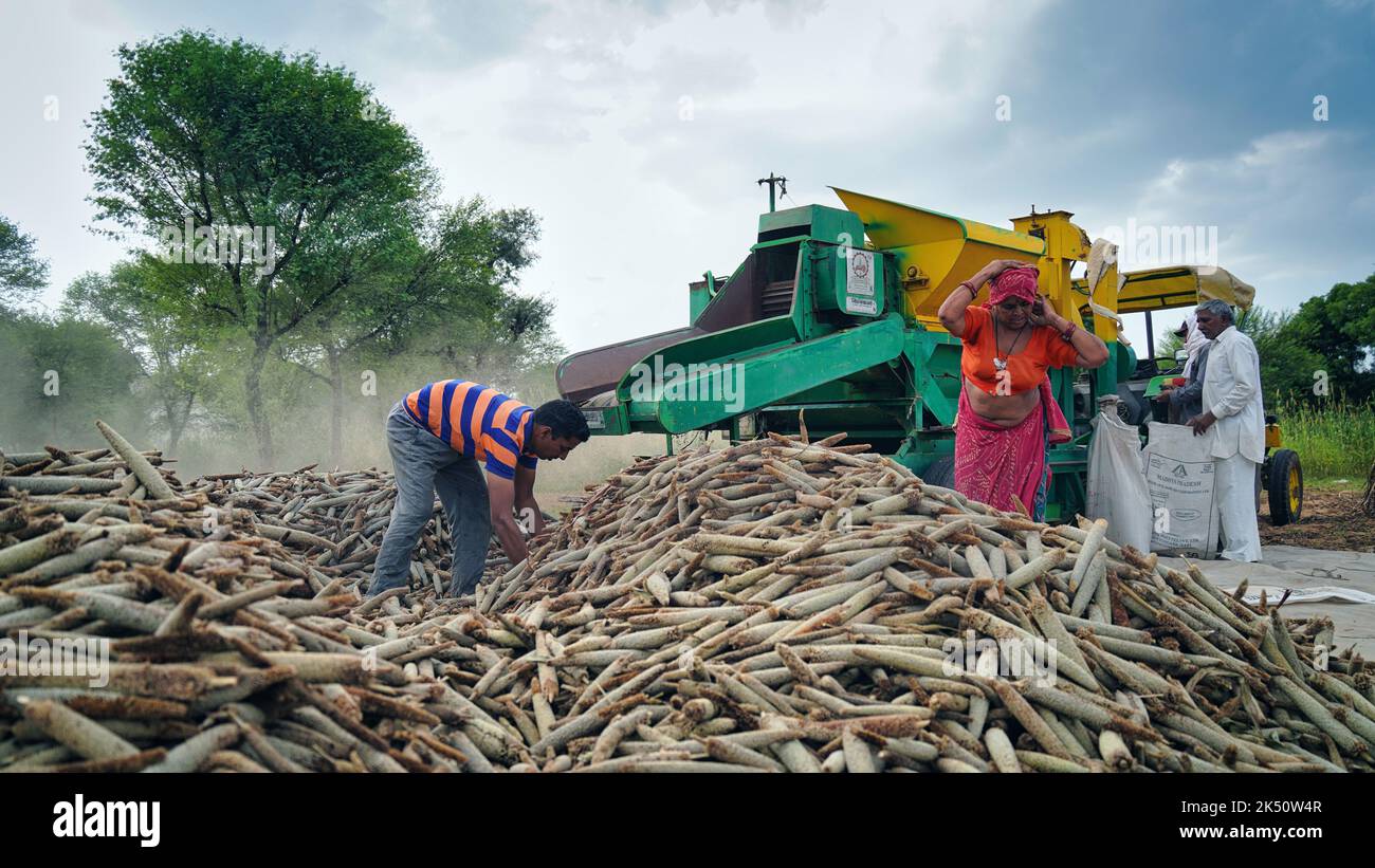 15 August 2022, Sikar, India. Tractor working with thresher machine in field. Farmers separating