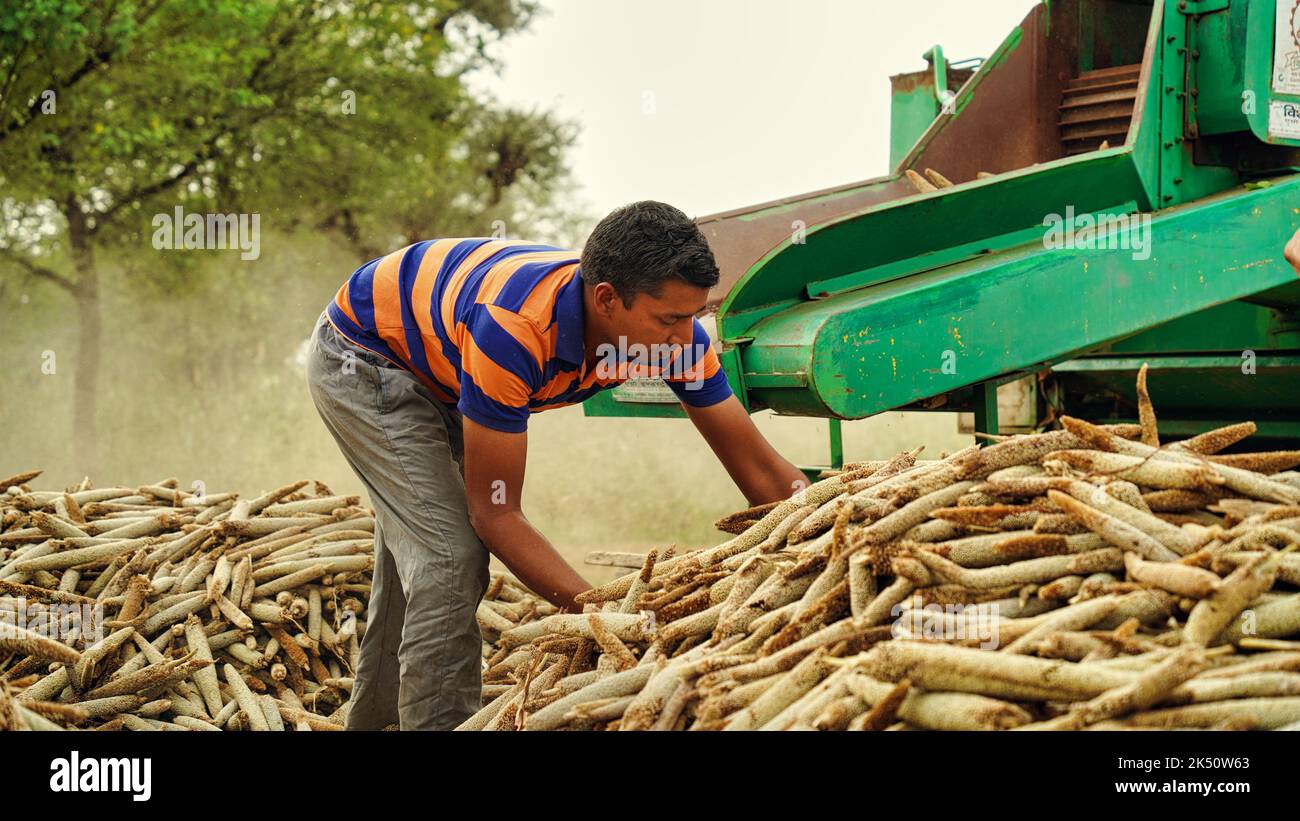 15 August 2022, Sikar, India. Tractor working with thresher machine in field. Farmers separating
