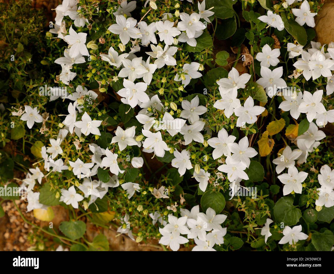 Close up of the low growing perennial garden plant Campanula isophylla Alba with pure white flowers flowering in summer and autumn. Stock Photo