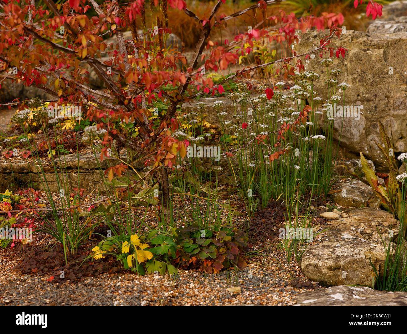 Close up of rockery garden seen planted with autumn colour garden plants in between the gravel and the rocks. Stock Photo