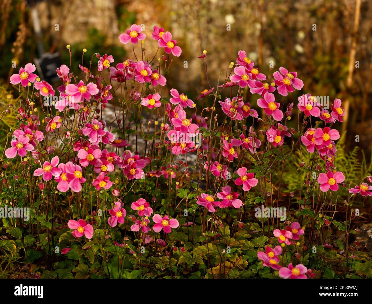 Close up of a small cupped Anemone x hybrida a small cupped pink Japanese anemone herbaceous flowering garden plant. Stock Photo