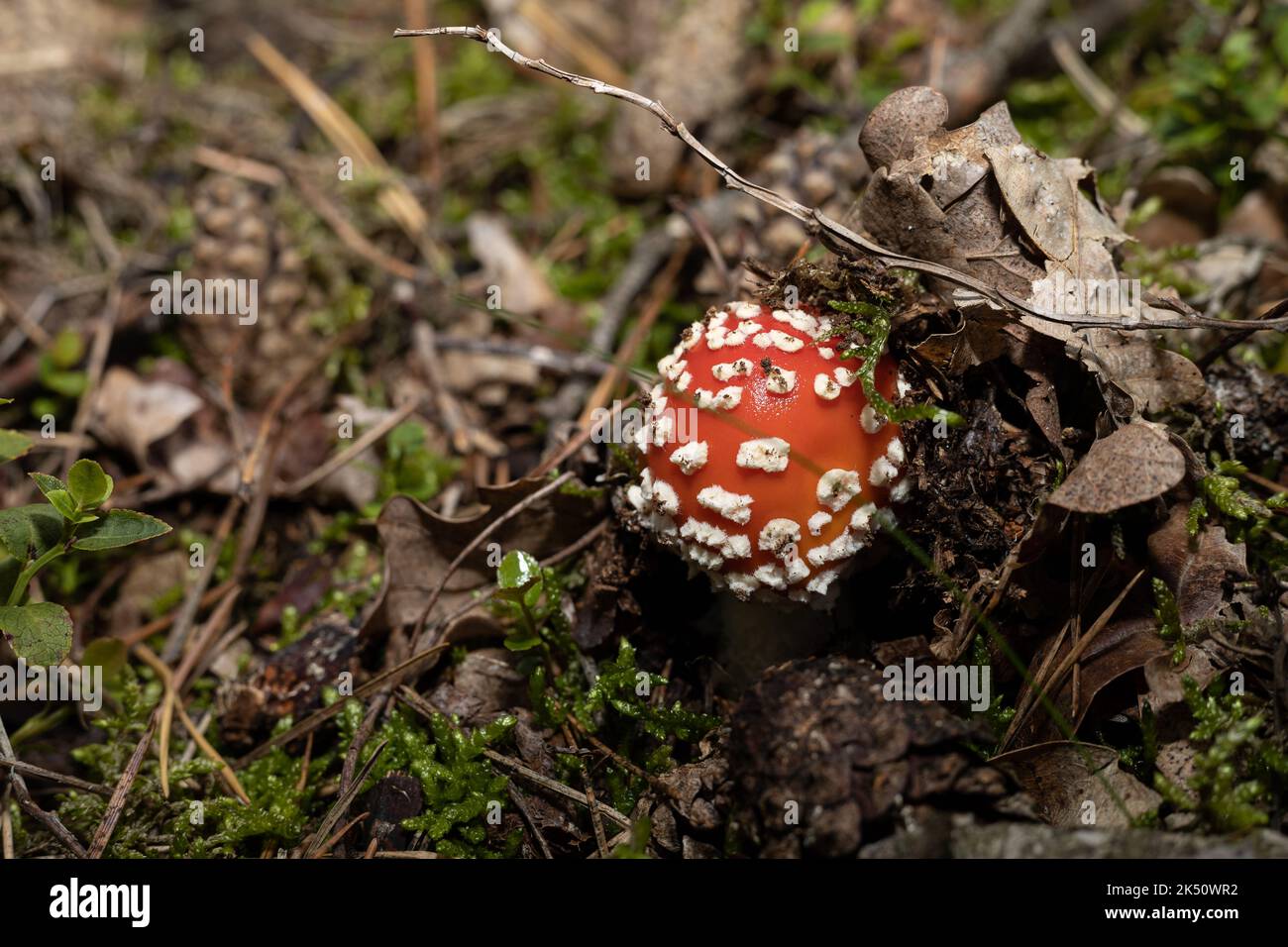 Young Amanita Muscaria, Commonly Known As The Fly Agaric Stock Photo ...