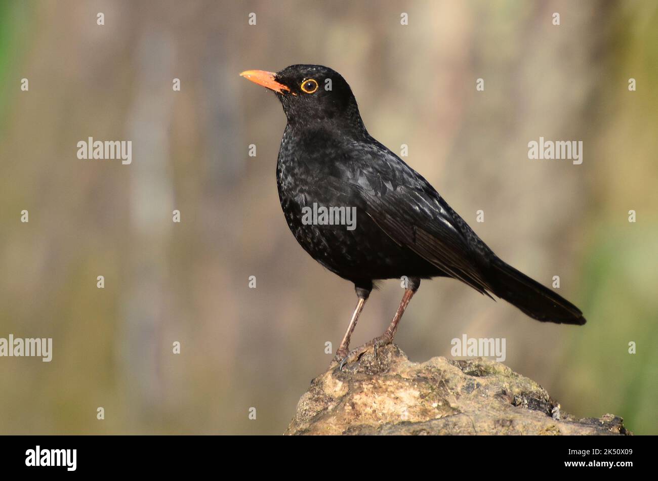 blackbird-turdus-merula-stock-photo-alamy