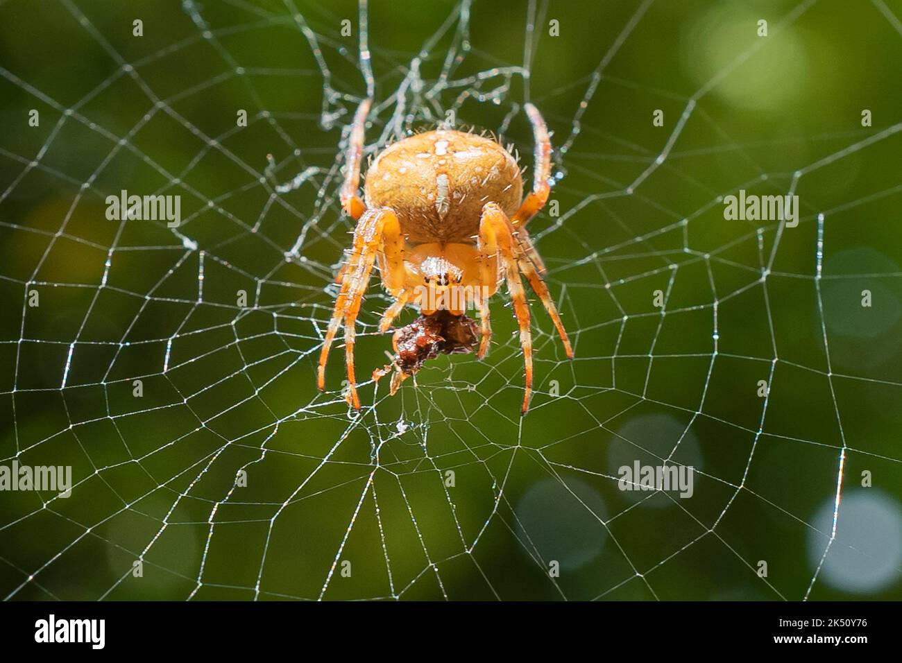 A spider eats a fly trapped in its web Stock Photo