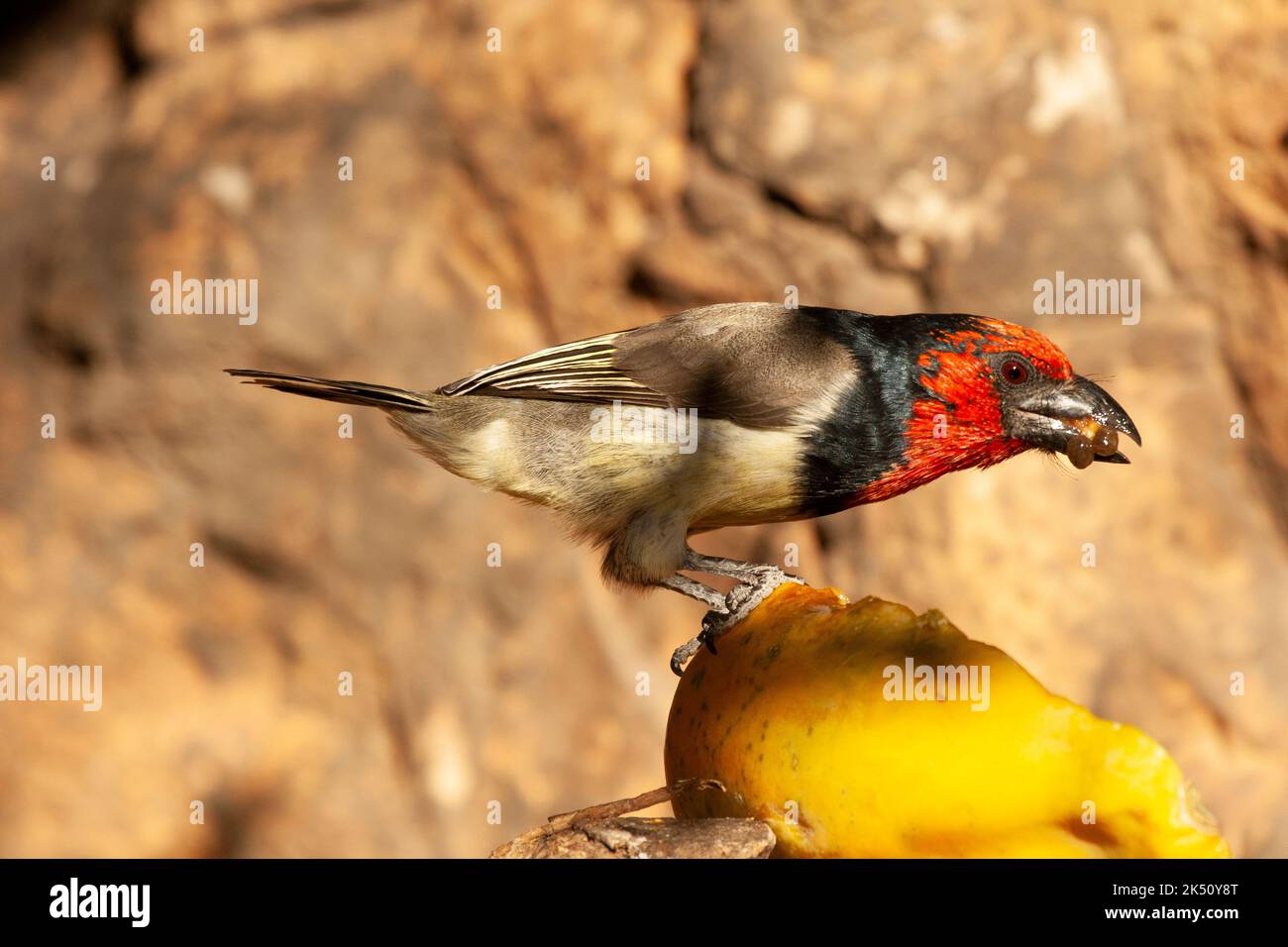 Black Collared Barbet eating pawpaw (fruit) in Johannesburg South Africa Stock Photo Alamy