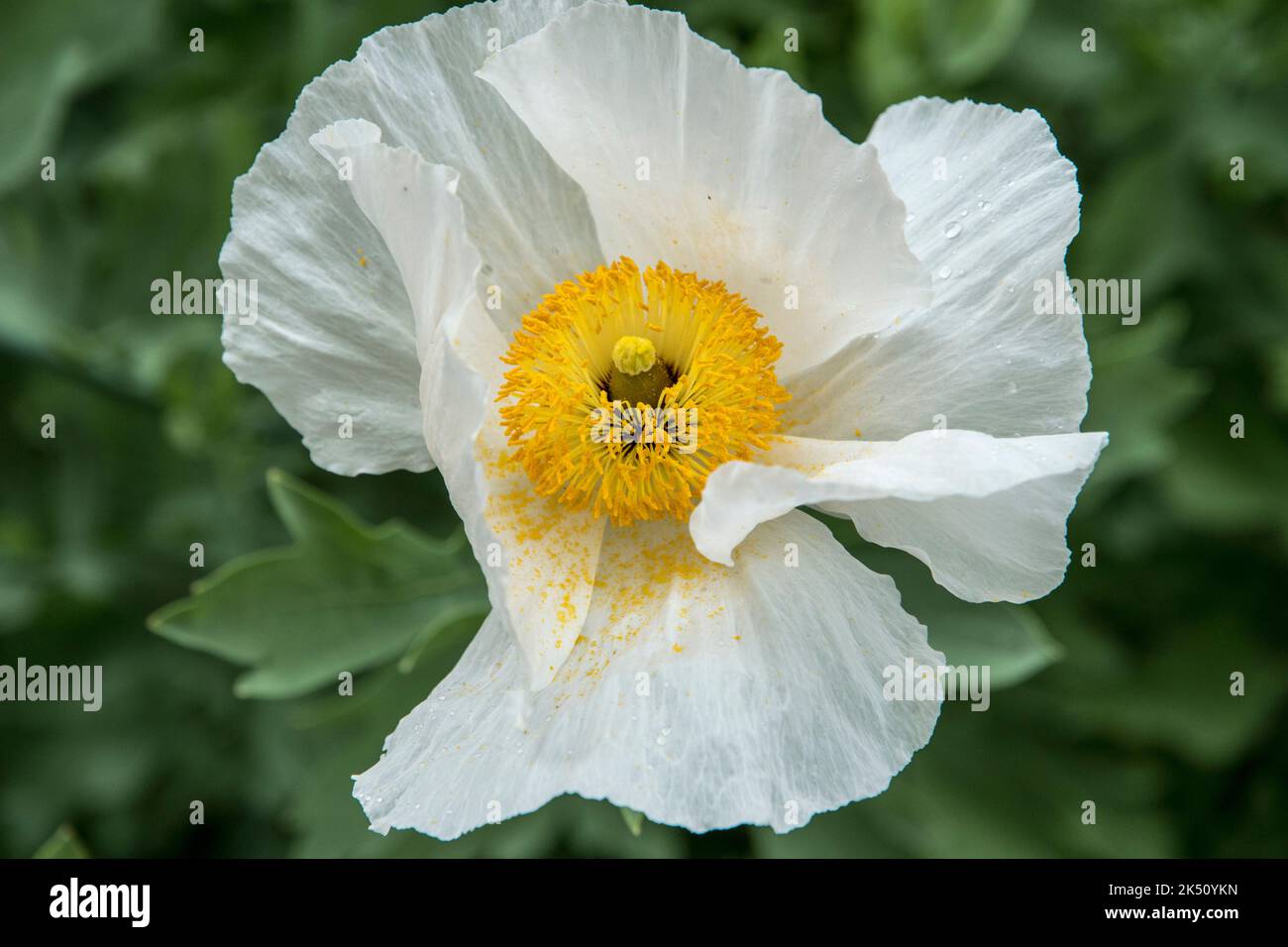 One flower of Romnyea coulteri Stock Photo