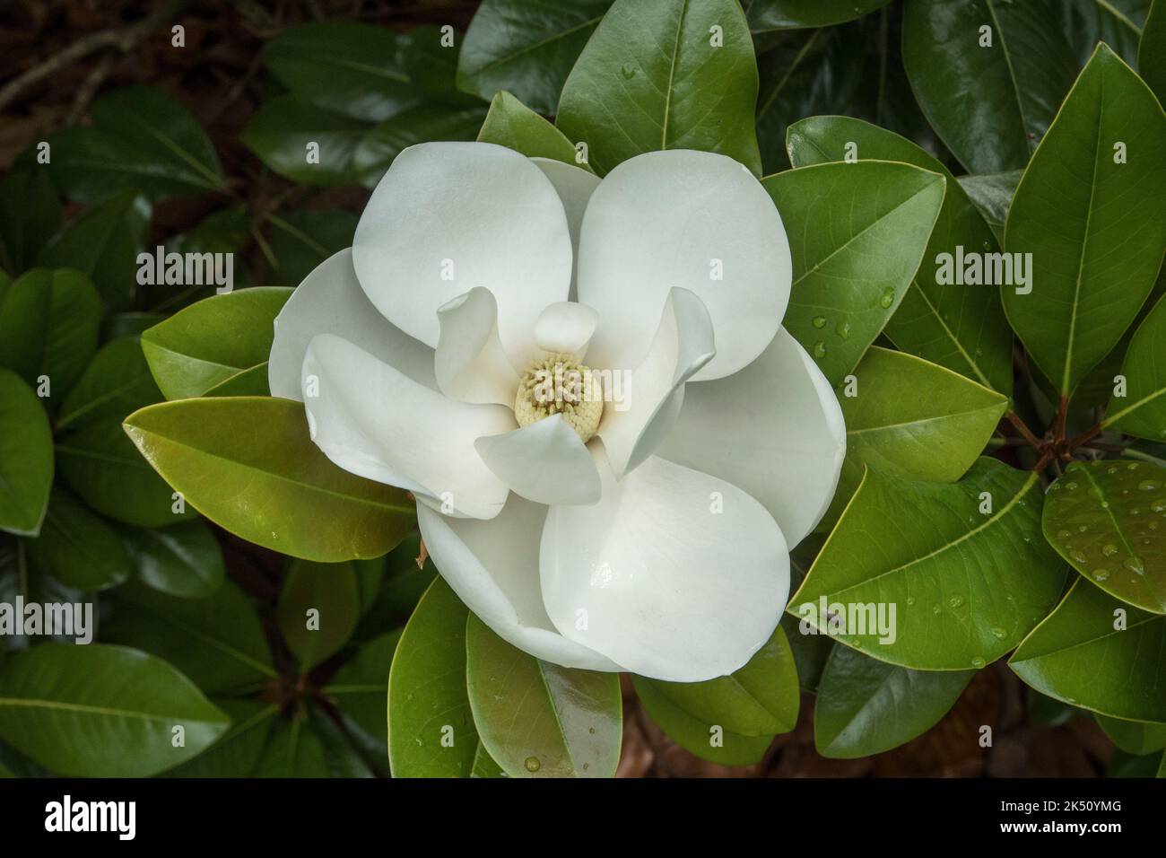 Magnolia grandiflora tree hi-res stock photography and images - Alamy
