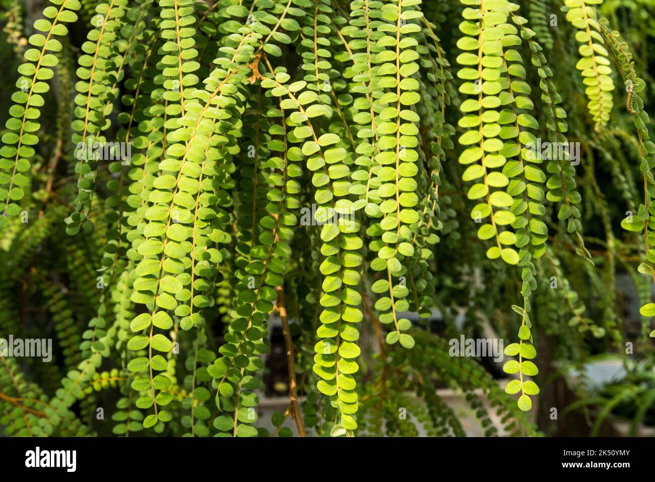 Foliage of Sophora microphylla Stock Photo