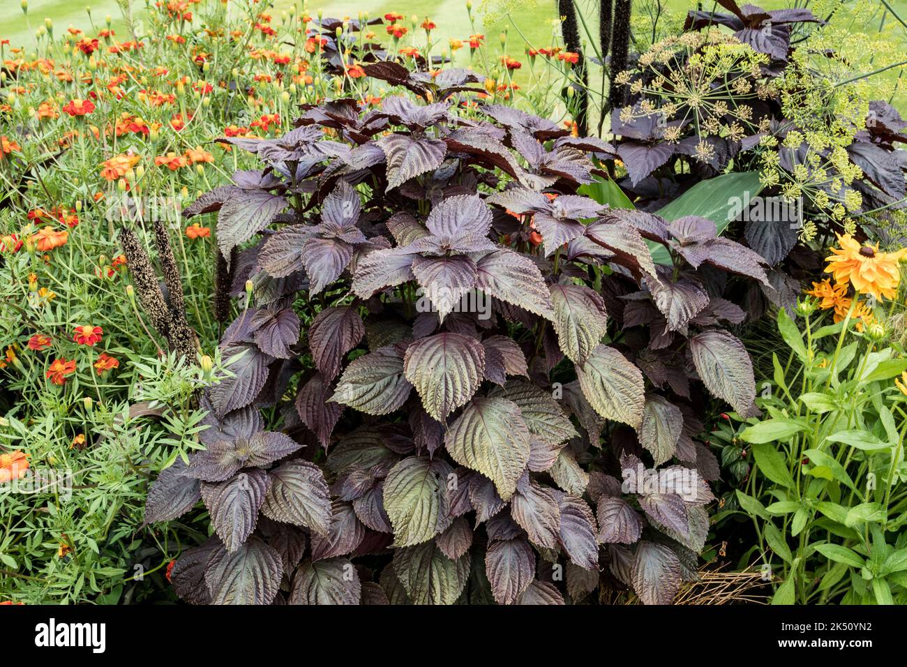 The annual plant Perilla frutescens Stock Photo