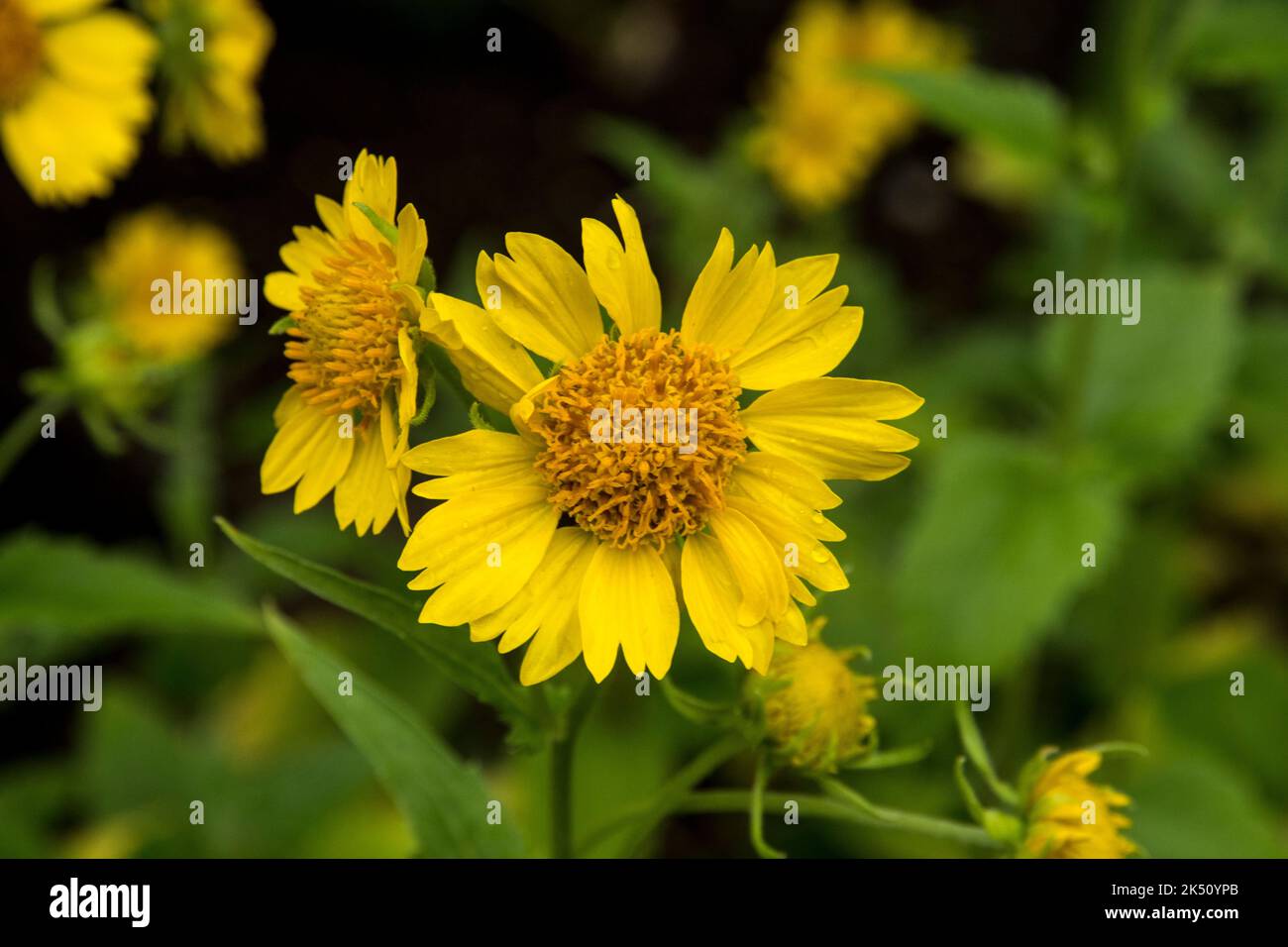 The yellow flower Verbesina encelioides Stock Photo