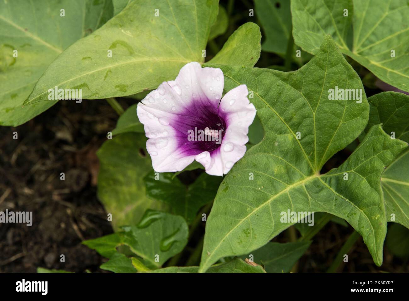 Flower of Ipomoea batatas Stock Photo