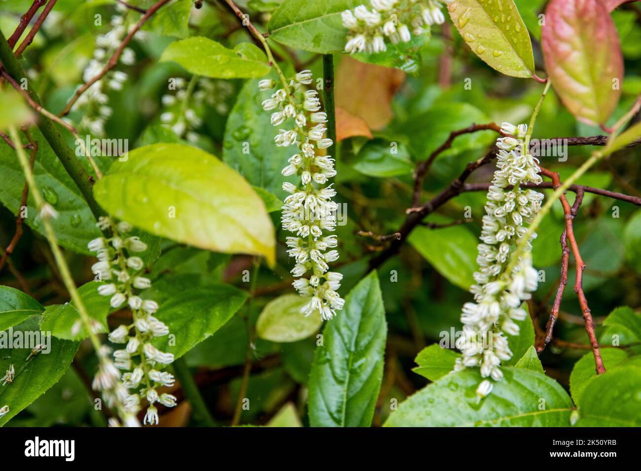 Flowers of Itea yunnanensis Stock Photo