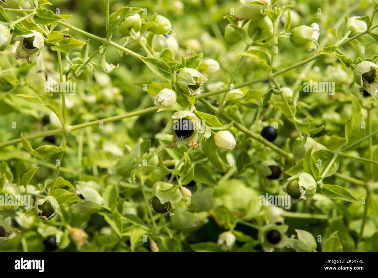 Seed pods of Silene baccifera (syn. Cucubalus baccifer) Stock Photo
