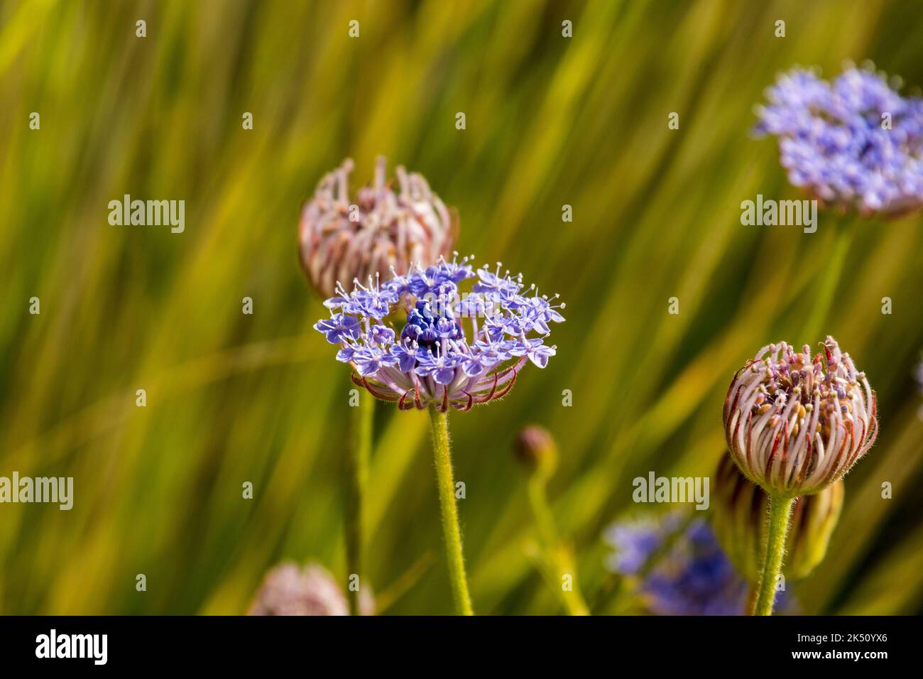 Flowers of Didiscus 'Blue Lace' Stock Photo