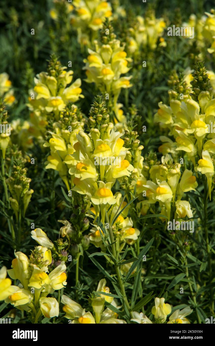 Linaria vulgaris or  common toadflax Stock Photo
