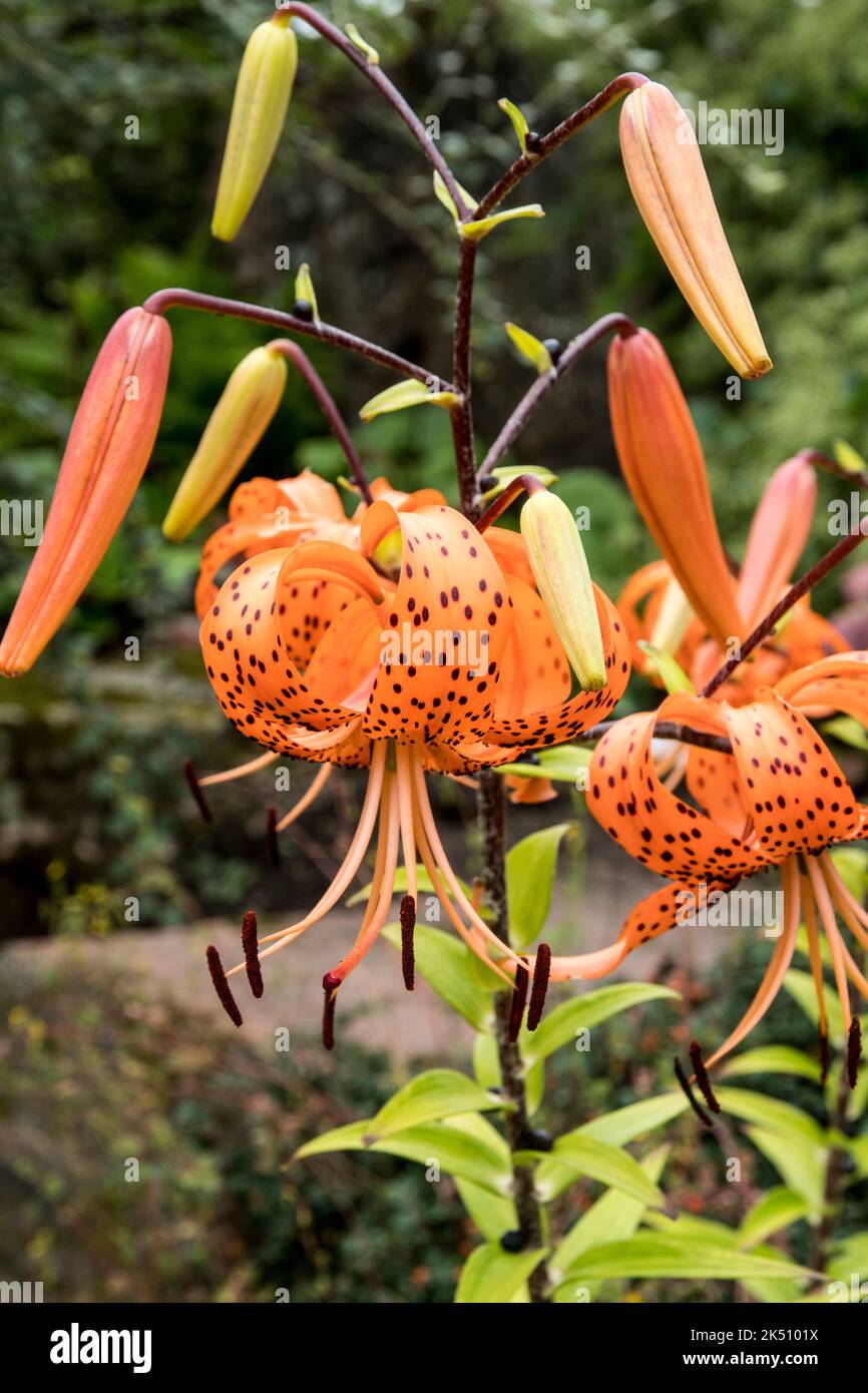 Lilium garden border hires stock photography and images Alamy