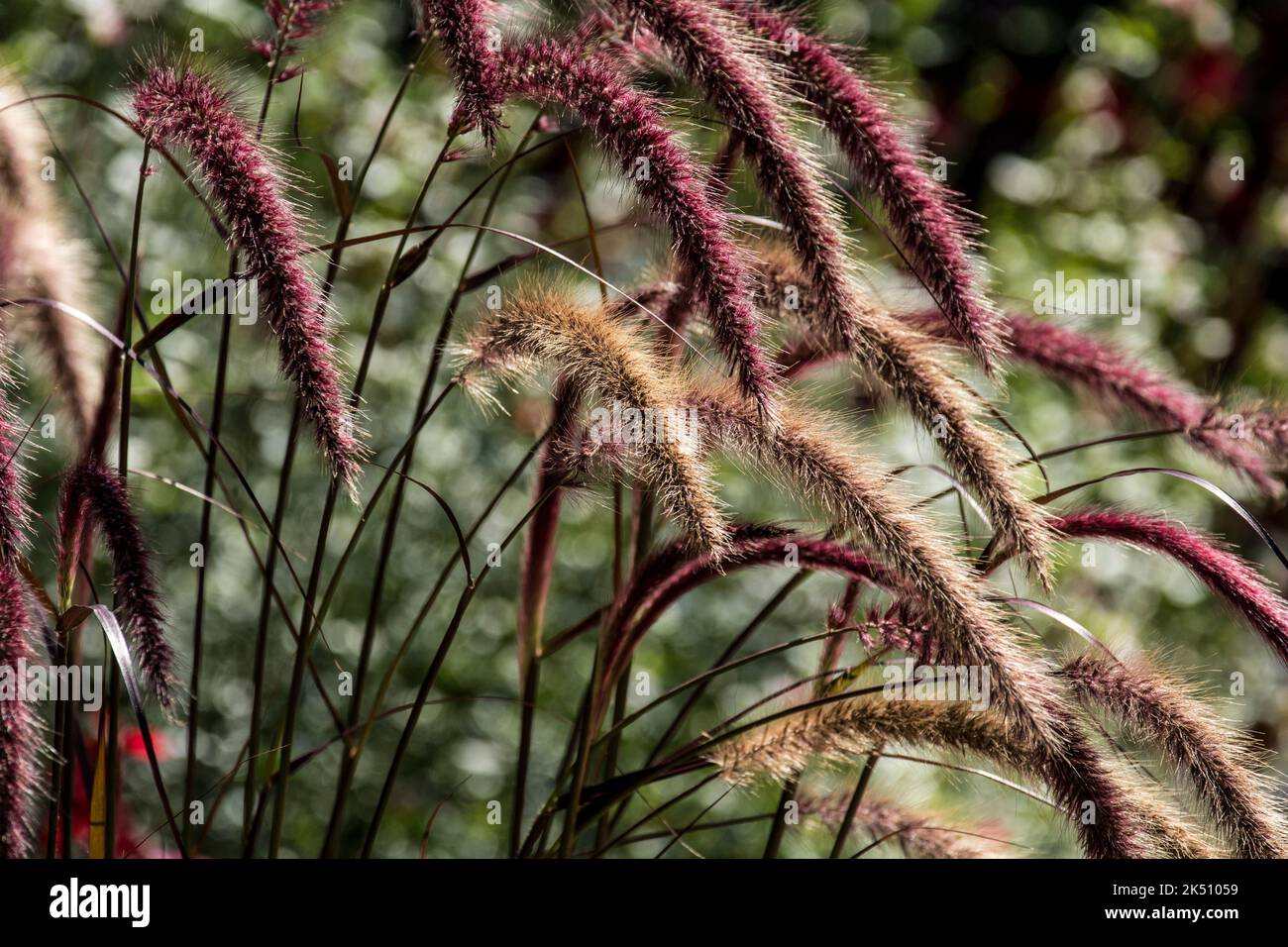 The ornamental grass Cenchrus x cupreus 'Rubrum' (syn. Pennisetum x advena 'Rubrum') Stock Photo