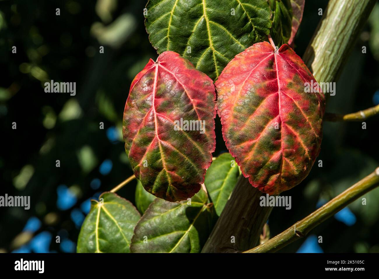 Red leaves of Acer davidii or maple Stock Photo