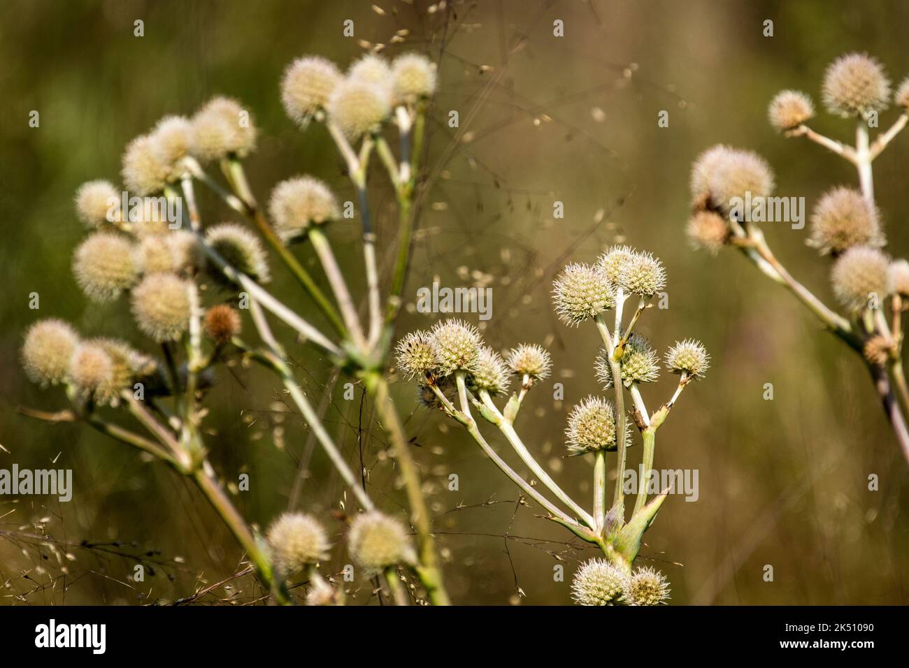 Flowers of Allium carinatum Stock Photo