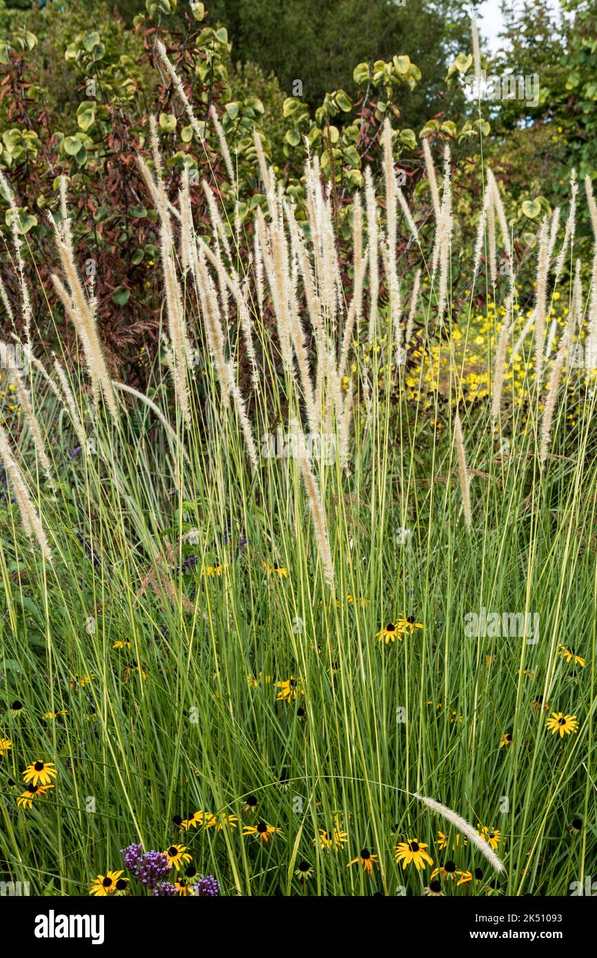 The ornamental grass Pennisetum macrourum 'White Lancer' Stock Photo