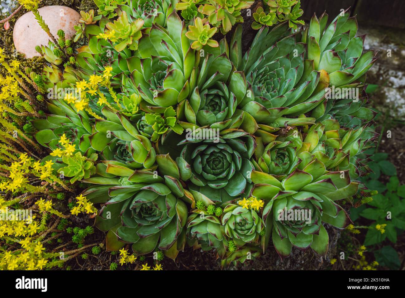 Colorful sempervivum - houseleek varieties sitting close together in the perennial alpine rock garden Stock Photo