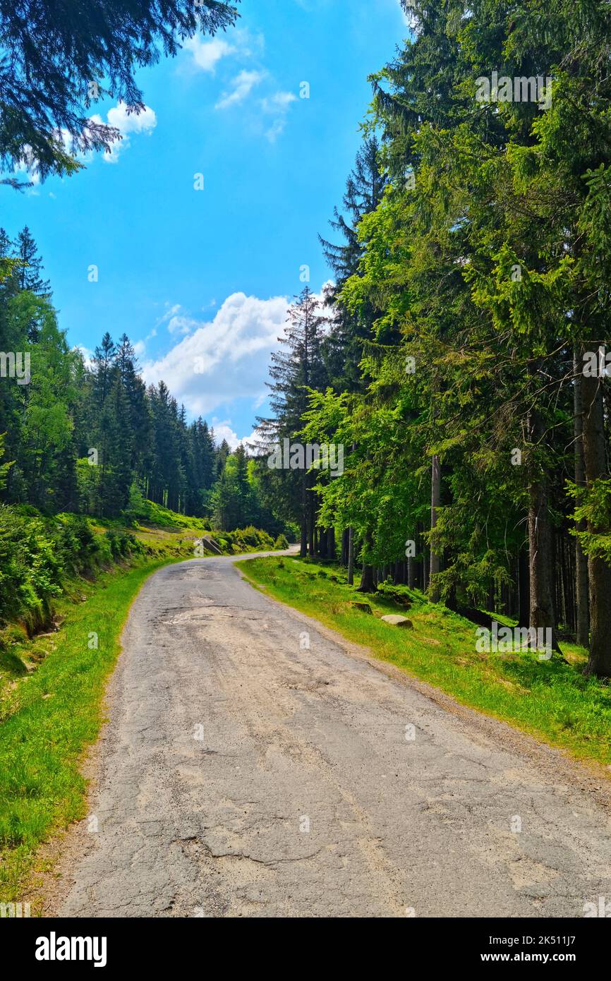 A vertical shot of the narrow road surrounded by green lush trees with ...