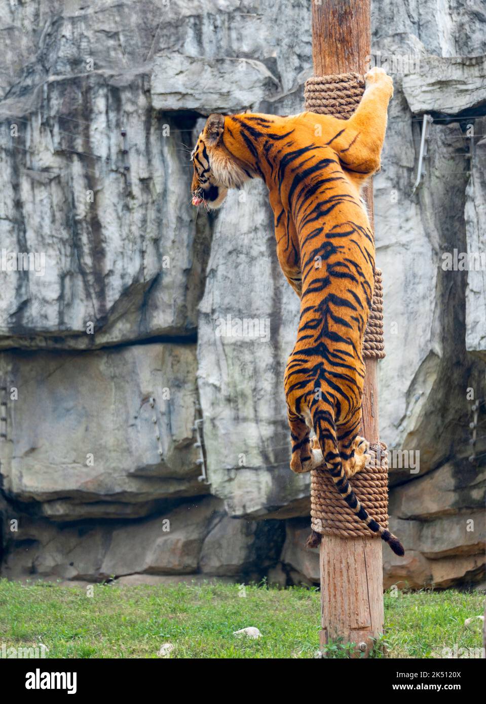 Bengal tiger climbing tree hires stock photography and images Alamy