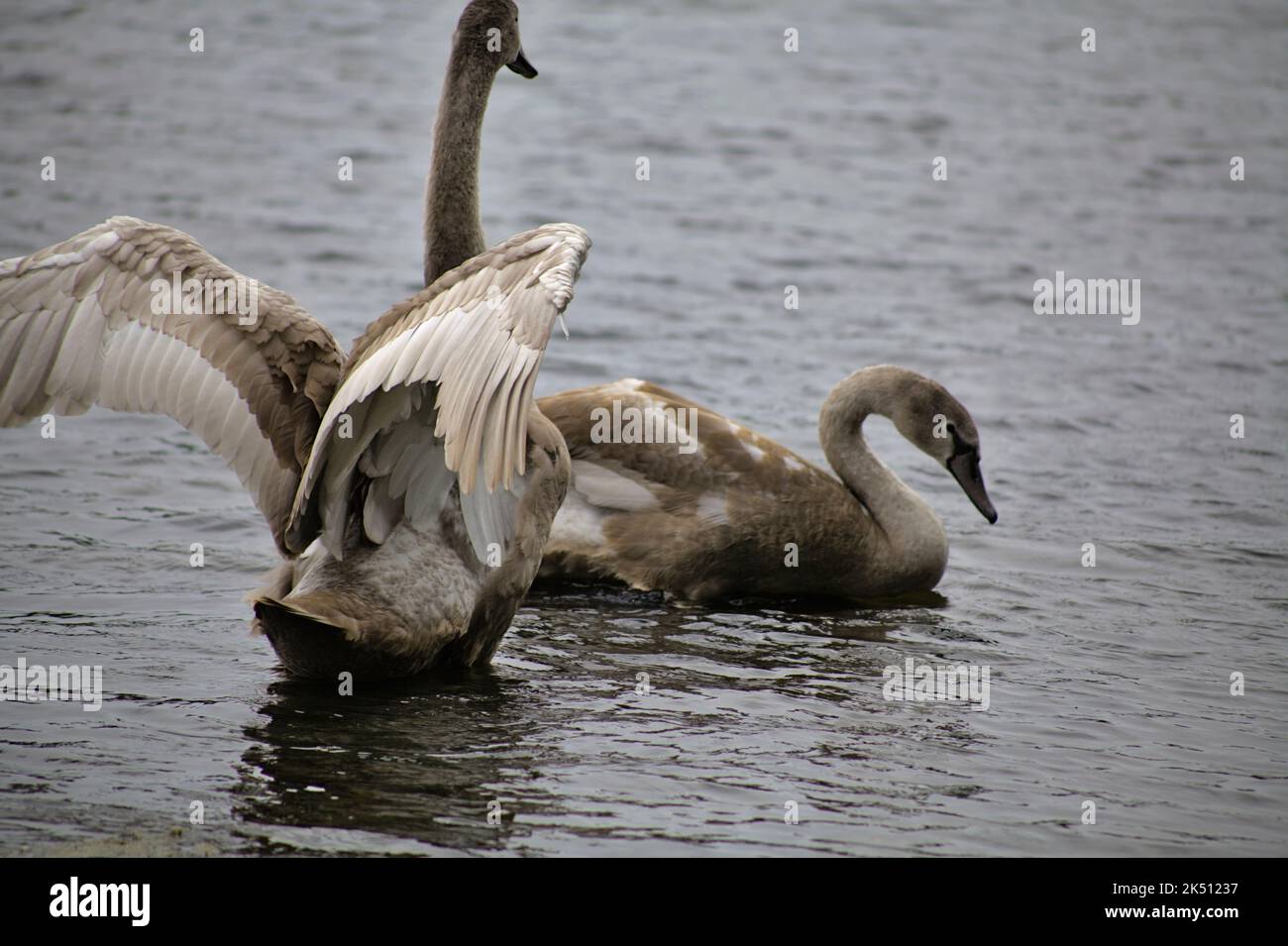 Juvenile swan brotherly spat in lake Stock Photo