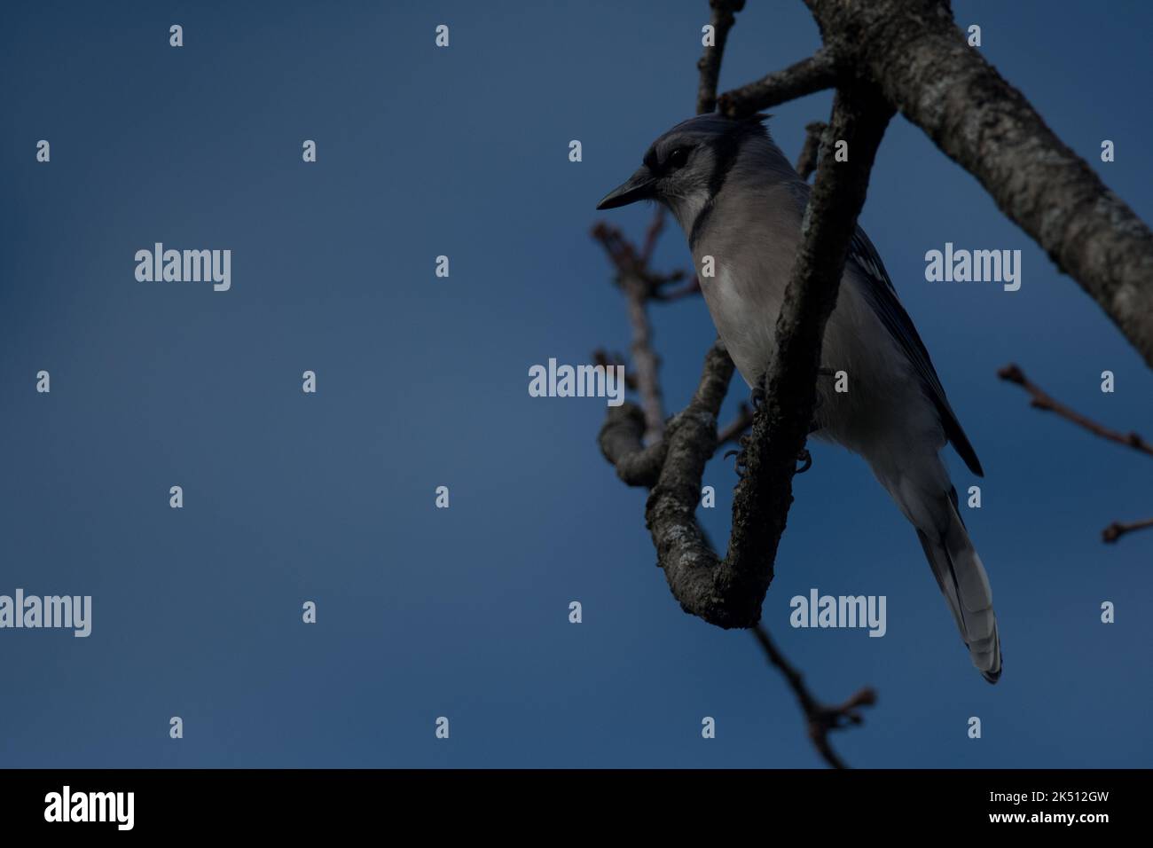 Blue jay perched on a branch with empty sky background Stock Photo