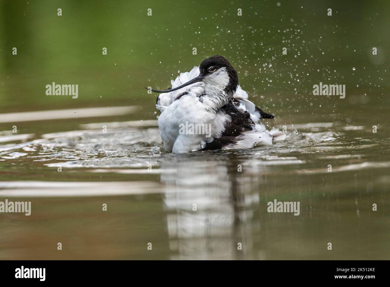 Avocet; Recurvirostra avosetta; Bathing; UK Stock Photo