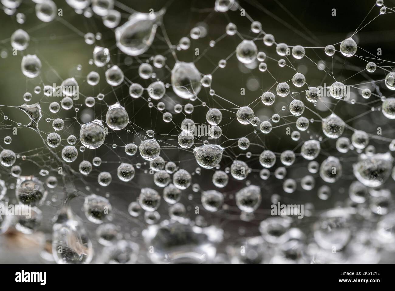 Dewdrops on Cobwebs; UK Stock Photo