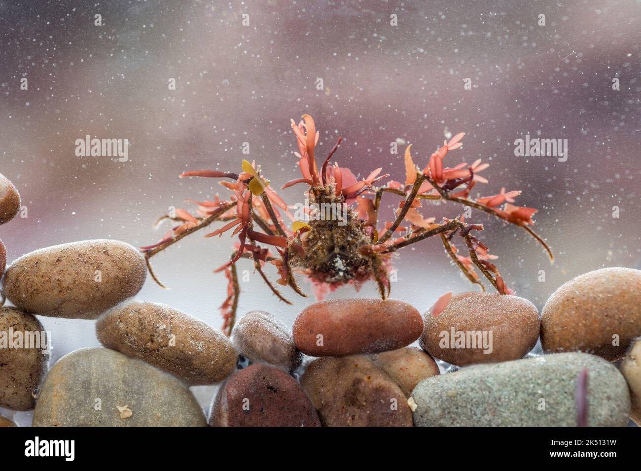 European Spider Crab; Maja squinado; UK Stock Photo Alamy