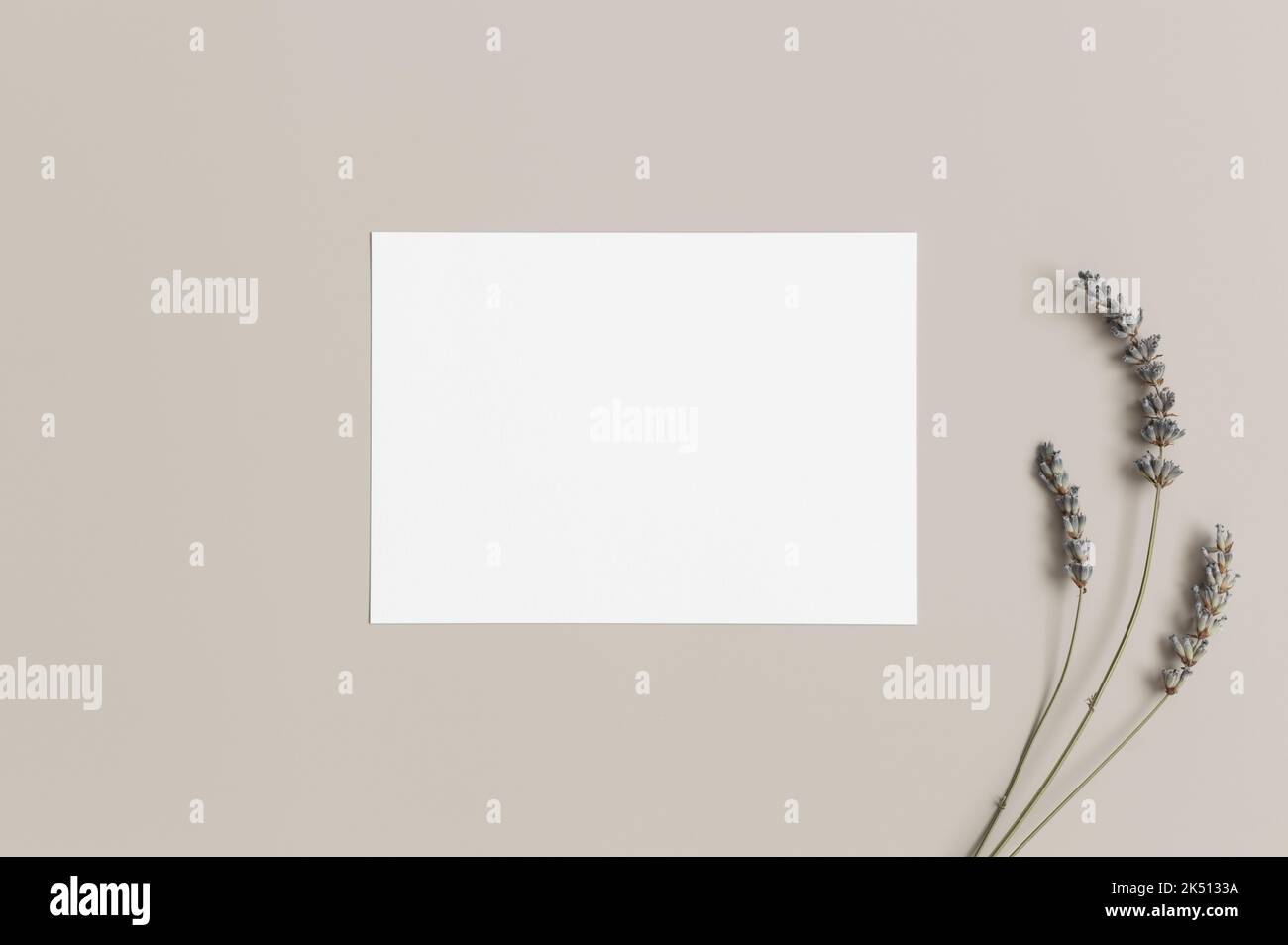 Invitation white card mockup with lavender. 5x7 ratio, similar to A6, A5. Stock Photo