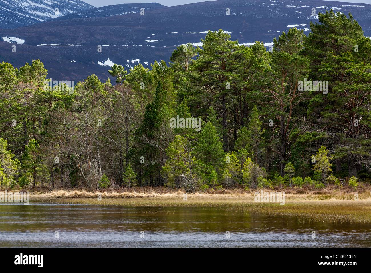 Loch Morlich; Cairngorm; Scotland; UK Stock Photo