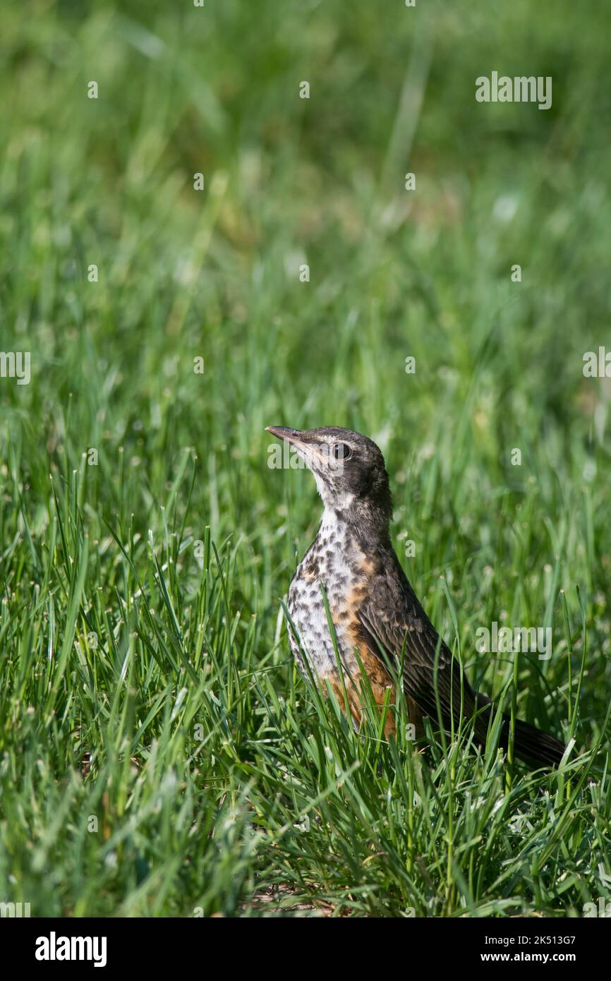 Juvenile American Robin in the grass in Corning, New York Stock Photo