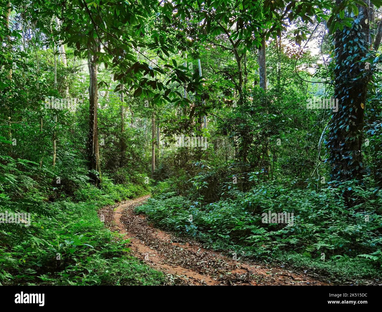 A path in a Rainforest, Usambara Mountains, Tanzania Stock Photo