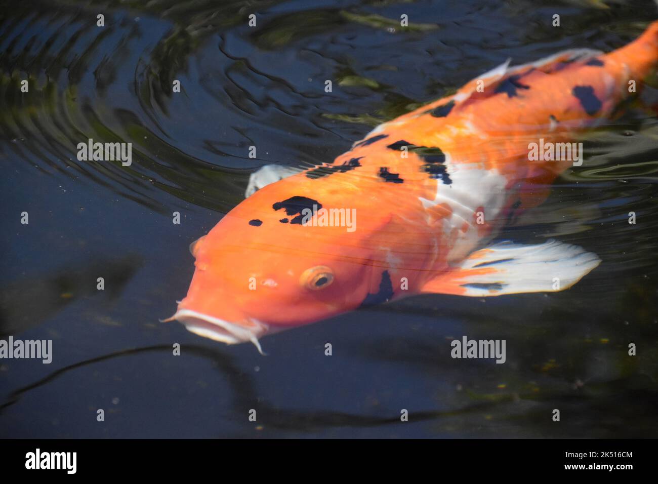 Pond fish direct hotsell
