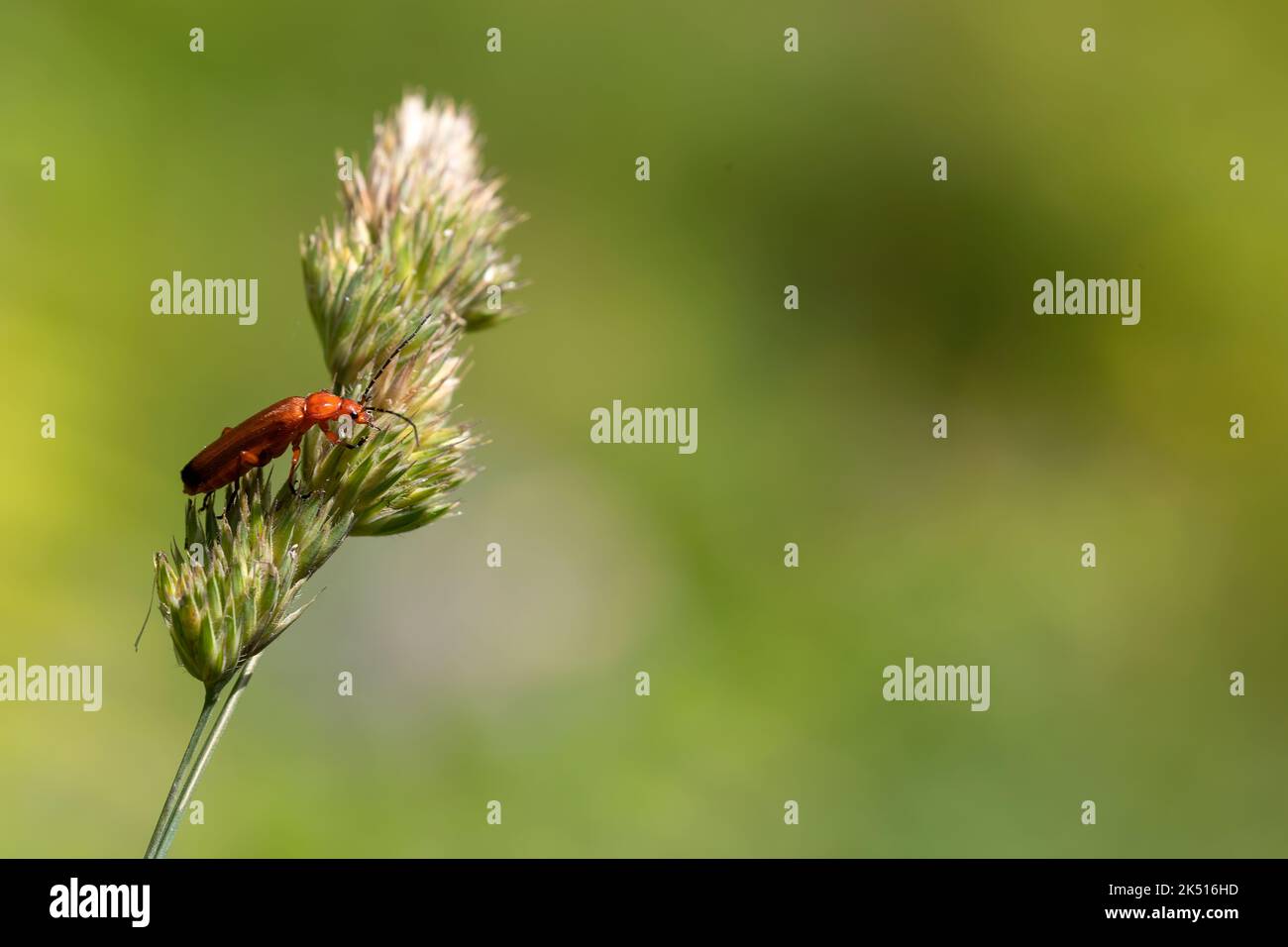 fulva beetle on a grass. green background with space for copy space. macro nature and fauna photography. nature concept Stock Photo