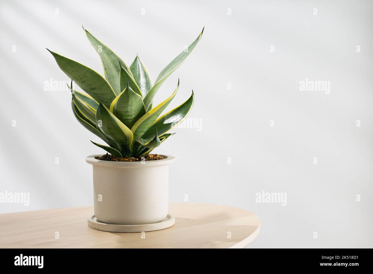 Decorative sansevieria plant on wooden table in living room. Sansevieria trifasciata Prain in gray ceramic pot. Stock Photo