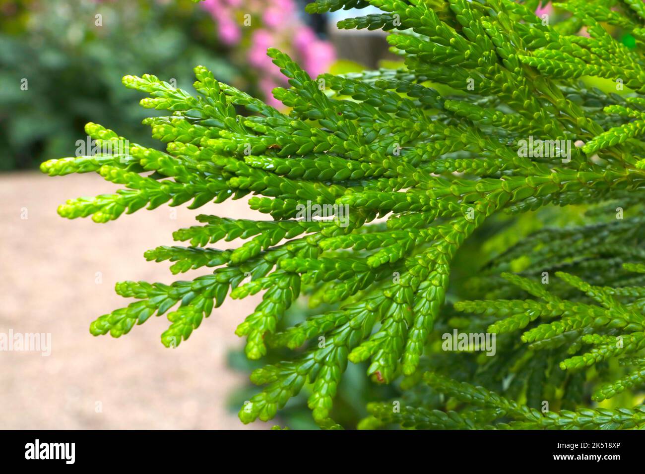 A closeup of young green branch of Thujopsis tree in the park Stock Photo