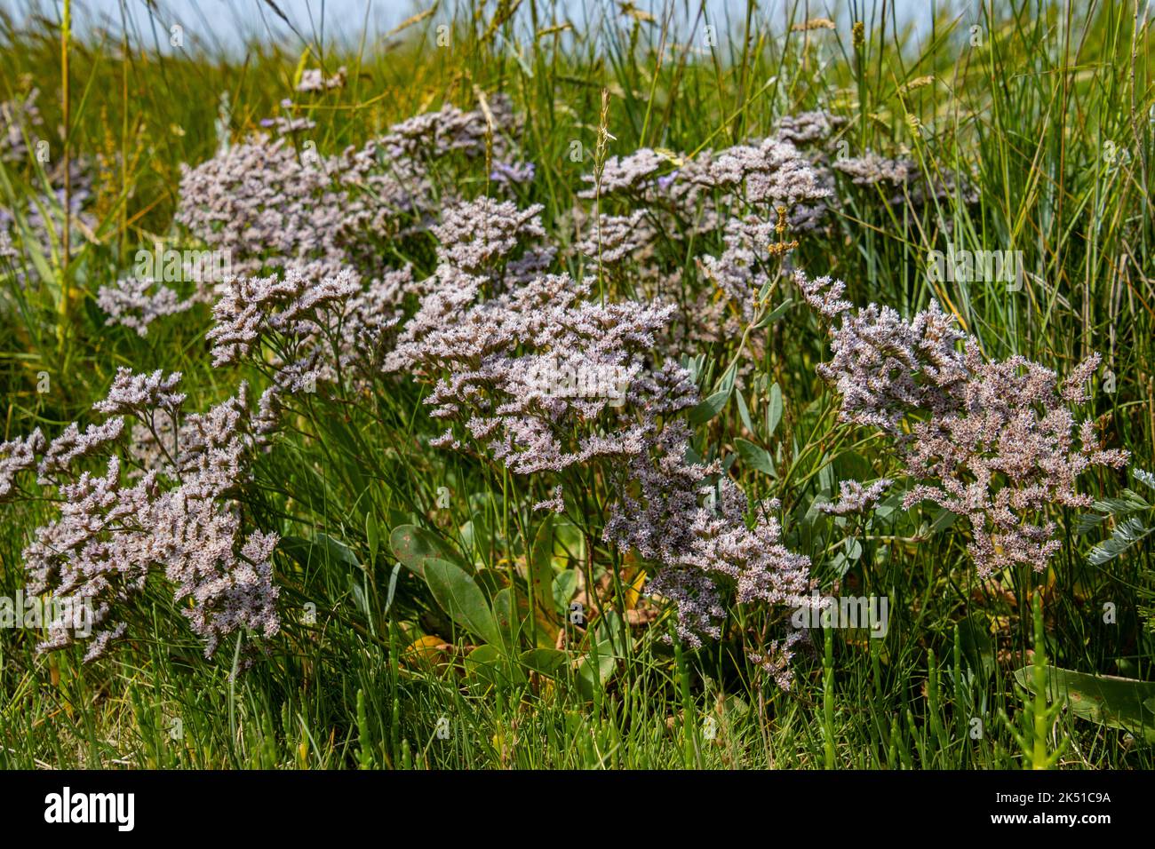 Common sea lavender also called Limonium vulgare or Strandflieder Stock Photo