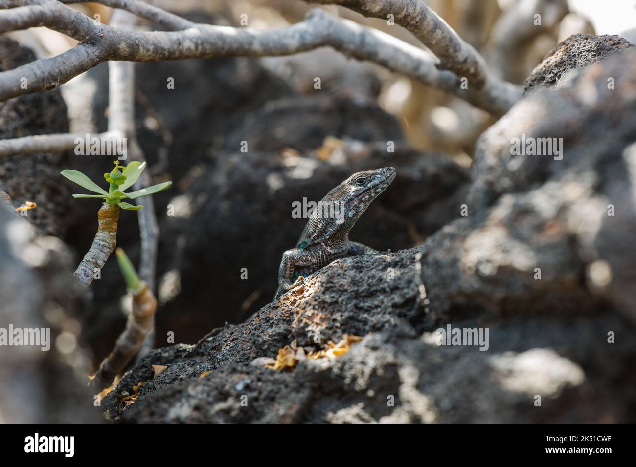 Wild gallotia atlantica lizard crawling on rough stones under twigs on sunny day in nature Stock Photo