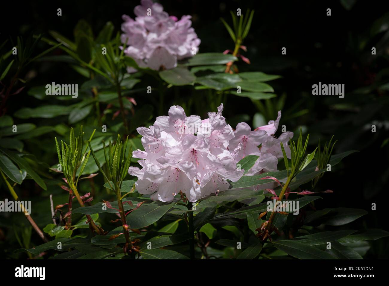 Pale pink Rhododendron flowers growing in the wild sub-tropical Penjjick Garden in Cornwall.  Penjerrick Garden is recognised as Cornwalls true jungle Stock Photo