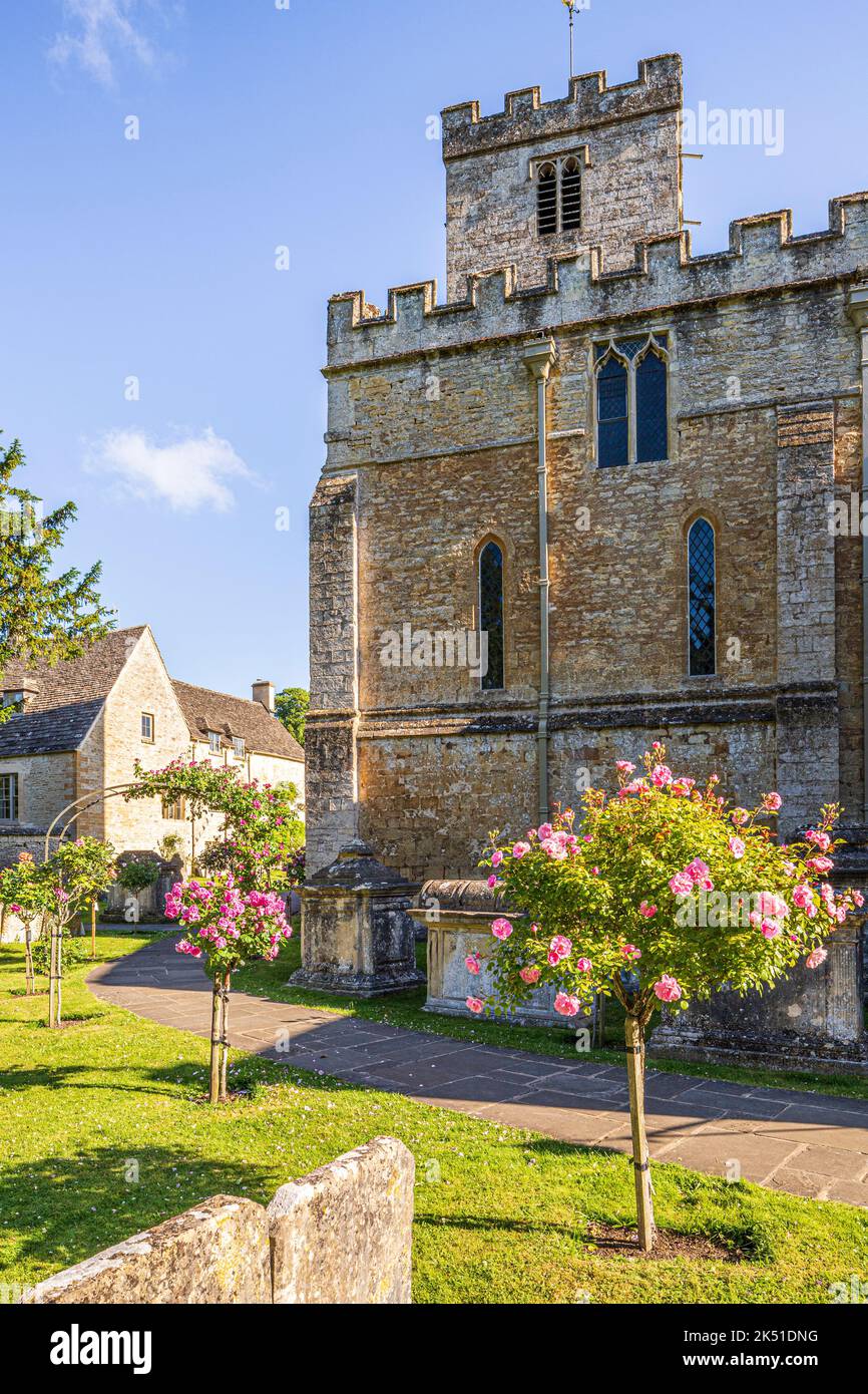 Early morning light in midsummer on pink standard roses in the churchyard of the Saxon church of St Mary in the Cotswold village of Bibury, Gloucester Stock Photo